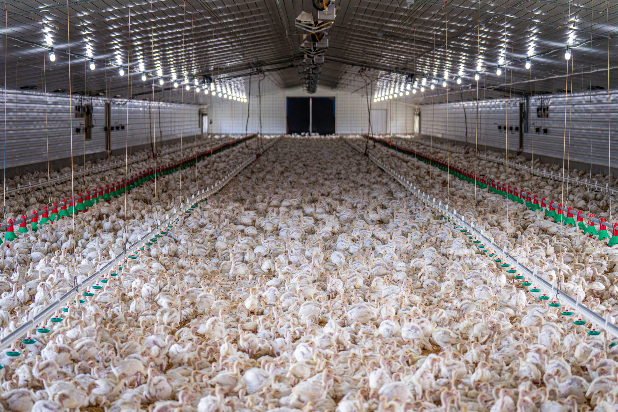 Meat & Poultry